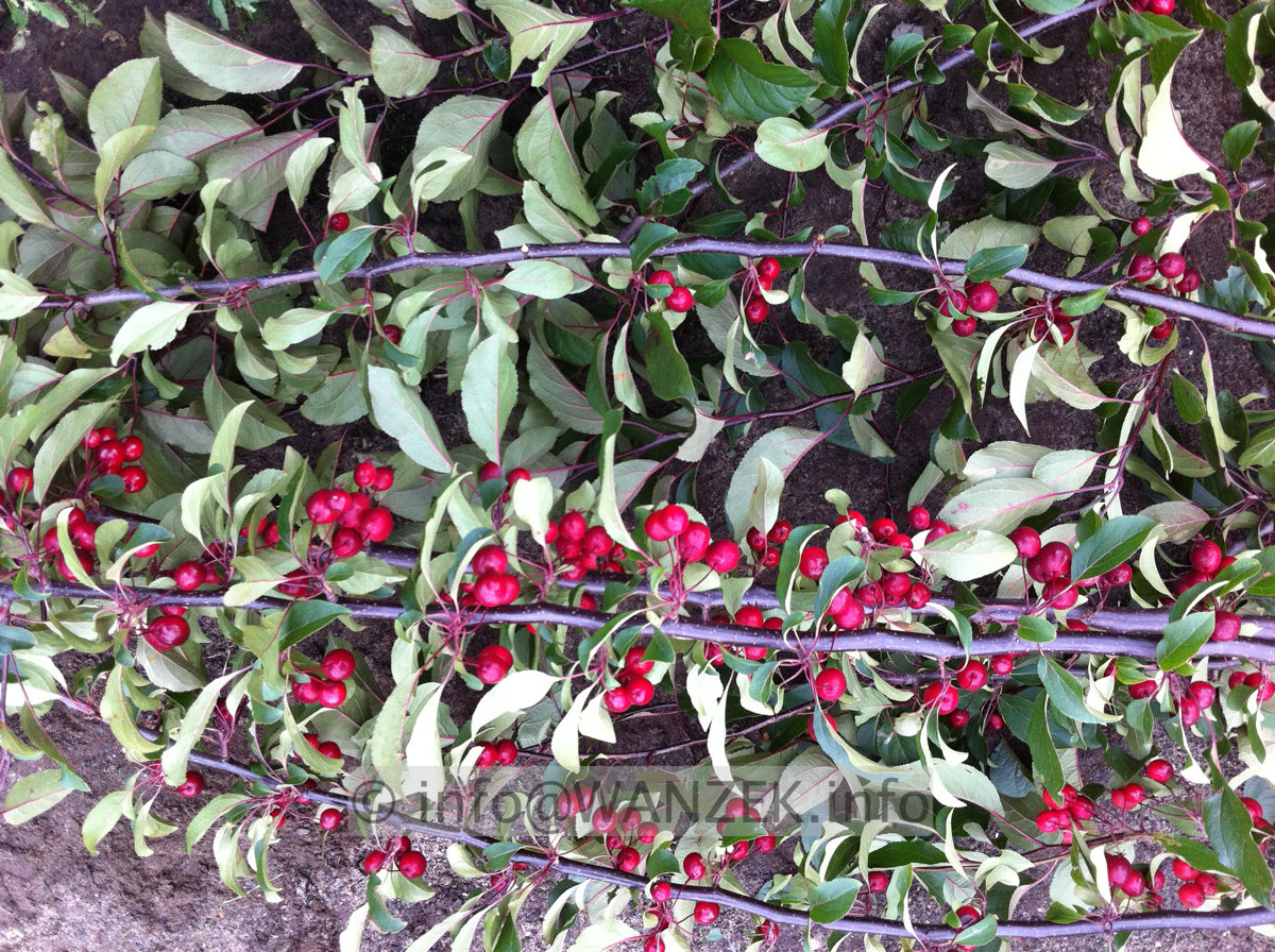 Malus Mokum Fruechte 7.JPG